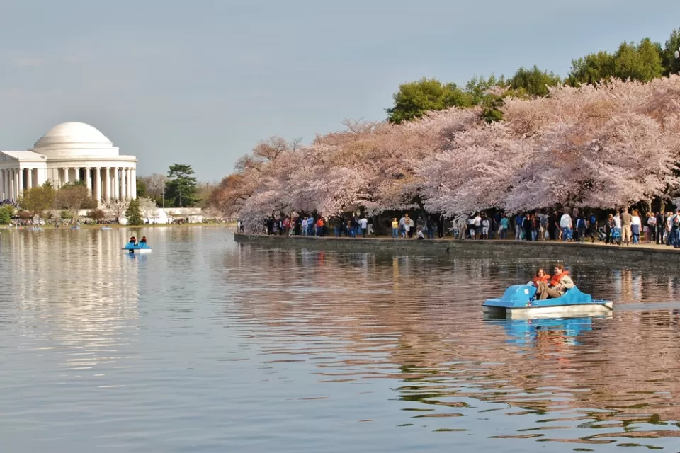 Cherry Blossom Washington, D.C.
